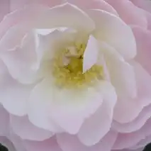Trandafiri online - Alb - Roz - trandafir de parc - trandafir cu parfum discret - Rosa Bouquet Parfait® - Louis Lens - ,-